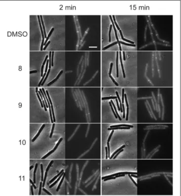 FIGURE 1 | Alkyl gallates disrupt the Z-ring. B. subtilis cells expressing ftsZ-eyfp were incubated with DMSO (2%) or alkyl gallate compounds at MIC 50 for 2 min (left columns) or 15 min (right columns)