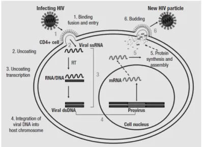 Figure 1.3 - HIV life cycle. From (Fanales-Belasio, E. [et al.], 2010) 