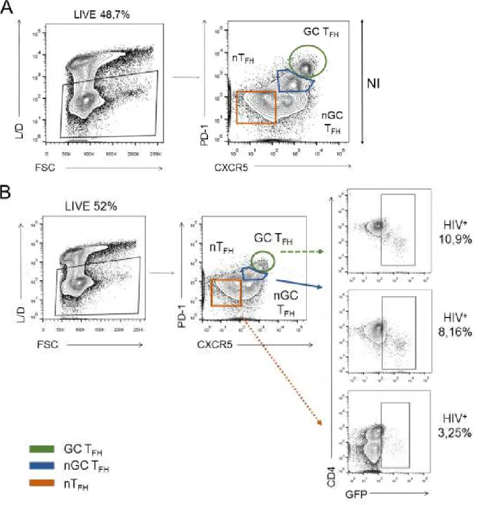 Figure  3.2  –   Tonsils  CD4 +   T  cells  populations  susceptibility  to  HIV-1,  by  flow  cytometry, gated on “Lymphocytes” following the gating strategy represented on figure  3.1