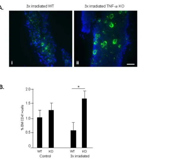 Figure 6. Irradiation reduces the BM MK content in WT but not TNF- a KO mice. A. BM cryosections of WT and TNF-a KO mice immunos- immunos-tained for CD-41, a megakaryocyte marker, shows increased megakaryocytes in TNF-a KO BM