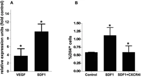 Figure 1. Dll4 expression on BM-VPC is induced by VEGF and SDF1. A. Expression of Dll4 in BM-VPC was detected by RT-PCR