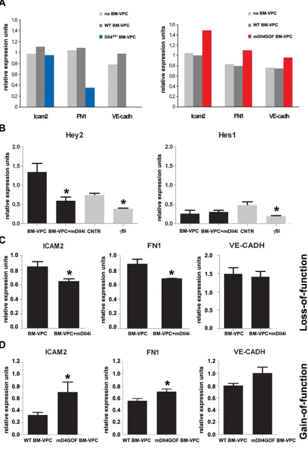 Figure 2. Dll4 expressed on BM-VPC stimulate a vascular activation and stabilization program on endothelial cells