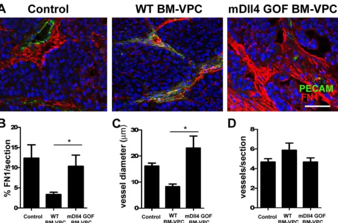 Figure 7. Increased expression of Dll4 in circulating blood cells regulates vessel stability in early stages of tumor development.