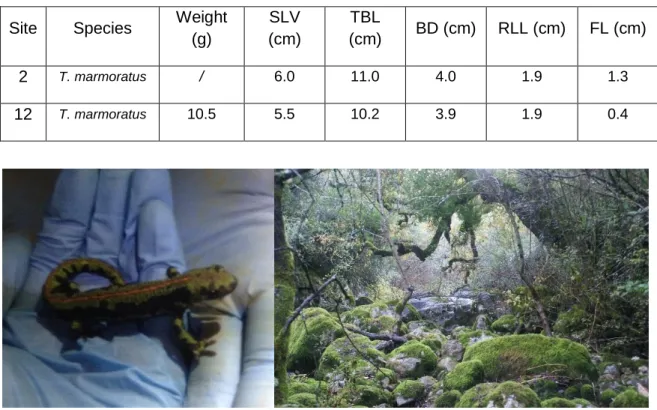 Table 2. Measurements of external morphological traits recorded for each collected specimen (SVL  – snout vent length: from snout tip to posterior margin of cloaca; TBL – total body length; BD – body  diameter;  RLL  –  rear  leg  length;  FL  –  femur  le