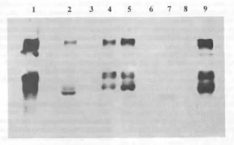Figure 2. Western blotting analysis of bean leaves samples run on SDS-PAGE after transfer to nitrocellulose, reacted with polyclonal mouse anti-LLP antibodies