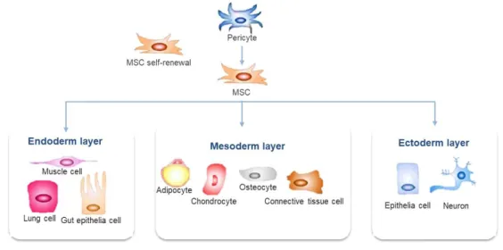 Figure 3 – Possible origin of mesenchymal stem cells and their differentiation into mesodermal,  endodermal and ectodermal cells (adapted from Glenn &amp; Whartenby, 2014)