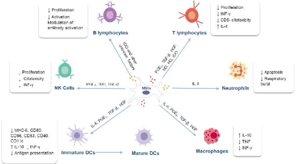 Figure 4 – Mechanism of action of mesenchymal stem cells and their interaction with immune cells  (adapted from Jiménez &amp; Guerrero, 2017)