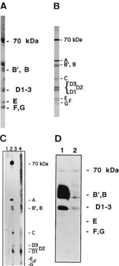 Fig. 5. Western blot of the yeast Sm motif 1 peptide alone with the immunoaffinity-purified antibodies from rabbit R329