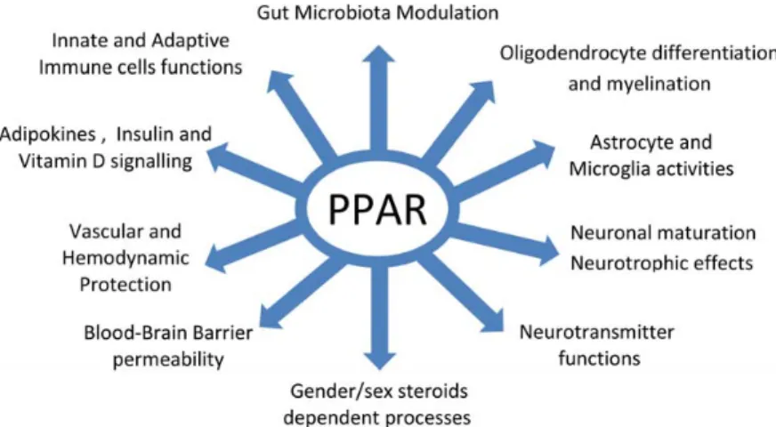 Figure 1. Pathophysiological pathways in multiple sclerosis potentially modulated by Peroxisome Proliferator-Activated Receptors (PPAR)-mediated metabolic processes.