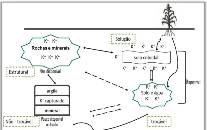 FIGURA 1.1 - Disposição do potássio nos solos: relação entre potássio estrutural, não- não-trocável,  trocável  e  em  solução  do  solo  no  sistema  solo-planta