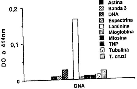 FIGURA  9  - Reatividade  de  anticorpos  isolados  de  SCH  sobre  o  imunoadsorvente  DNA