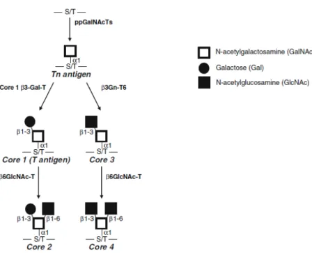 Figure  1.4:  Common  O -GalNAc  glycan  core  structures  biosynthetic  pathways.  ppGalNAcTs,  UDP-N-acetylgalactosamine: polypeptide N- acetylgalactosaminyltransferases; Core 1 β3 -Gal-T, Core  1  β1-3-galactosyltransferase;  β3Gn-T6,  β1-3  N-acetylglu