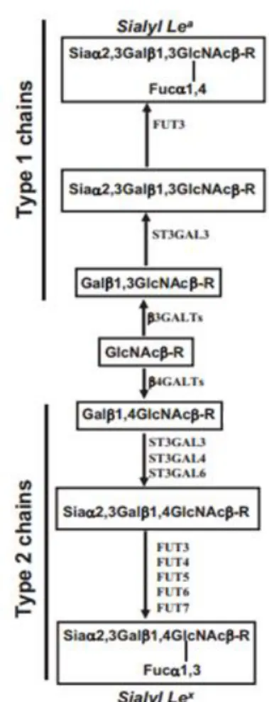 Figure 1.5: Structures and enzymes involved on biosynthesis of sialyl-Lewis x and sialyl-Lewis a  antigens