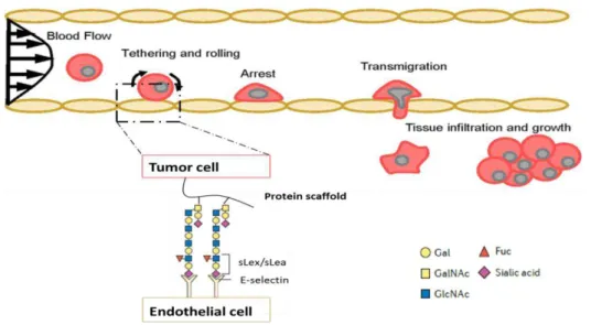 Figure 1.6: Schematic representation of the multi-step process of metastasis in cancer