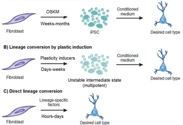 Figure 1.7: Cellular reprogramming strategies allowing the generation of specific cell  types