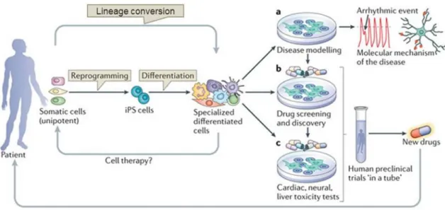 Figure  1.8:  Major  applications  of  differentiated  cells  obtained  by  reprogramming  strategies
