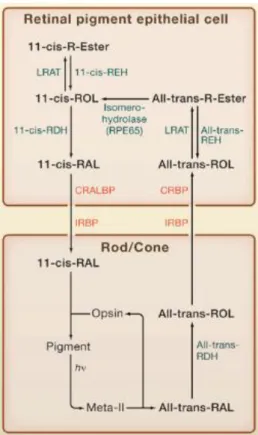 Figure 1.11: Visual cycle of retinal in RPE cells and PRs.  