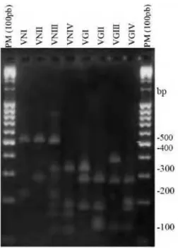 Figura  4.  Perfis  de  PCR (VNI, VNII, VNIII e VNIV) molecular de 100 pb (Fer