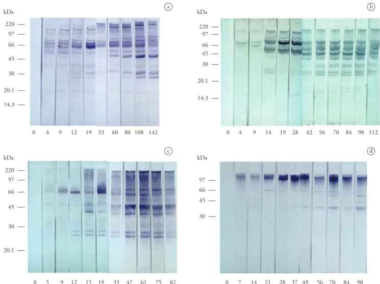 Figure 1. Immunoreactivity of polled sera from experimentally infected bovines (a), horses (b), dogs (c), and coatis (d) obtained before and  in different days along infection period
