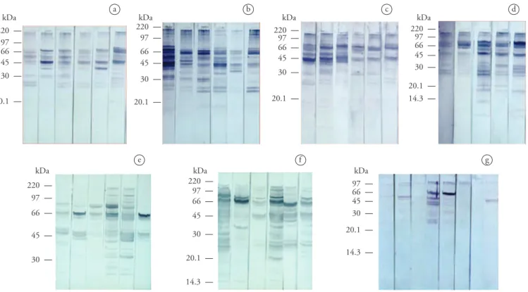 Figure 2. Immunoreactivity of individual sera from horses (blots a, b, c, and d), dogs (blots e and f), and coatis (blot g) seropositive for  T