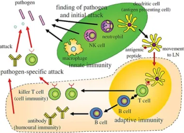 Figure 1 - Immune System: Innate immunity and adaptive immunity. 