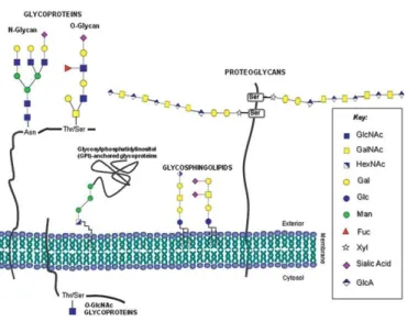 Figure 4 - Glycoconjugates classes expressed in human cells. Adapted from Reis et al., (Reis et al.,  2010).