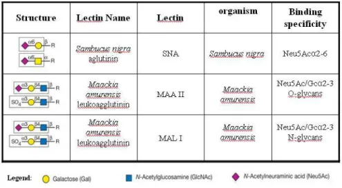 Table 2  – Lectin specificity. Representation of the structure, the lectin name, the  organism origin and its binding specificity