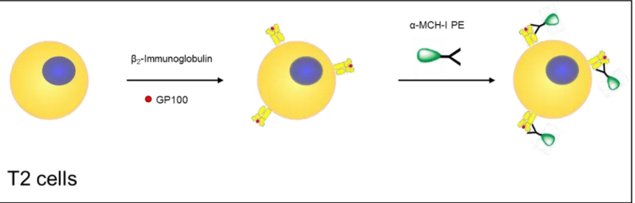 Figure 7 - Summary of the MHC-I binding assay with T2 cells. Prior to the assay T2 cells were treated  with  sialidase or left untreated