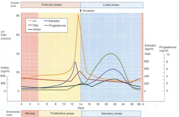 Figura 4 – Alterações hormonais durante o ciclo menstrual 