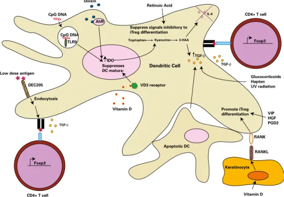 Figura 1. As células dendríticas promovem a diferenciação das células iTregs FOXP3+