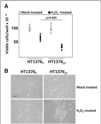 Fig. 3 Cytotoxic effect of H 2 O 2 on HT1376 T and HT1376 sT cells. a: cells were treated with 5 mM H 2 O 2 or mock-treated as described in Methods and counted