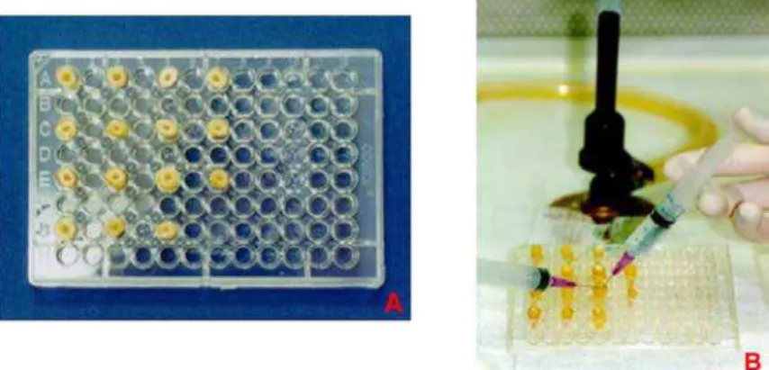 Figure 1 Model system: (A) Distribution of teeth (nZ15) in cell culture plates (96 wells); (B) Irrigation with pyrogen- pyrogen-free water to remove all intracanal medicament.
