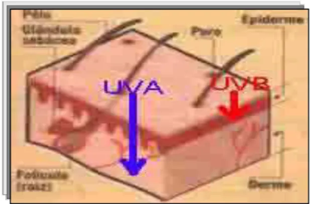 Figura 2: Diferença da penetração na pele dos raios UVA e UVB.   Fonte: http://www.ufrrj.br/institutos/it/de/acidentes/riscos.htm 