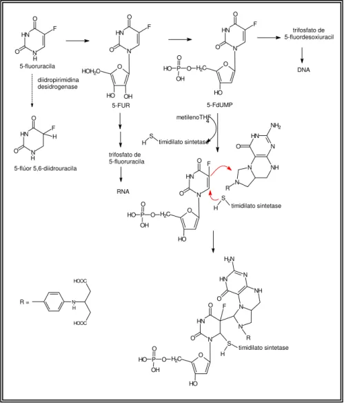 Figura 8: Mecanismo de ação do antineoplásico 5-fluoruracila (WILLIAMS &amp;  LEMKE, 2002)