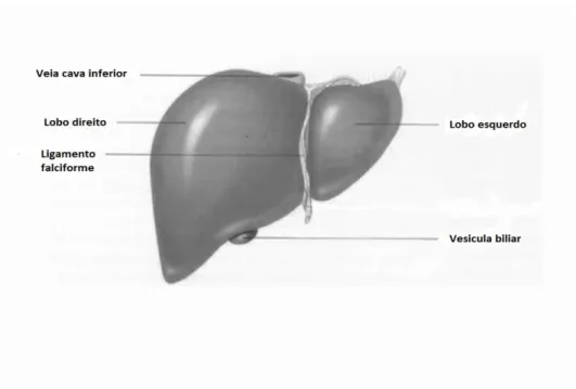 Figura 1- Anatomia hepática (Seeley et al., 2003) 