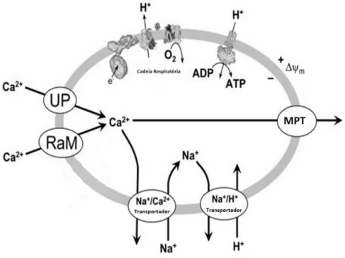 Figura 5- Esquematização dos sistemas de transporte de Ca 2+  na mitocôndria.   