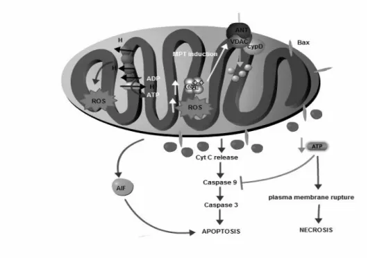 Figura 6- Esquema representativo da mitocôndria na regulação do processo de morte celular