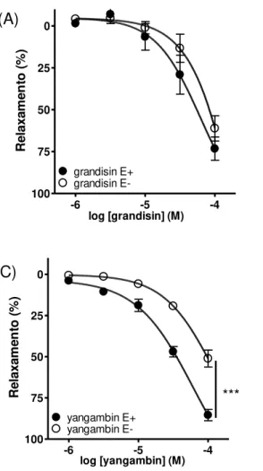 Fig. 7: Efeito vasodilatador das lignanas grandisina (A), licarina A (B) e yangambina (C) em anéis de  aorta na presença (E+) e na ausência (E-) de endotélio funcional