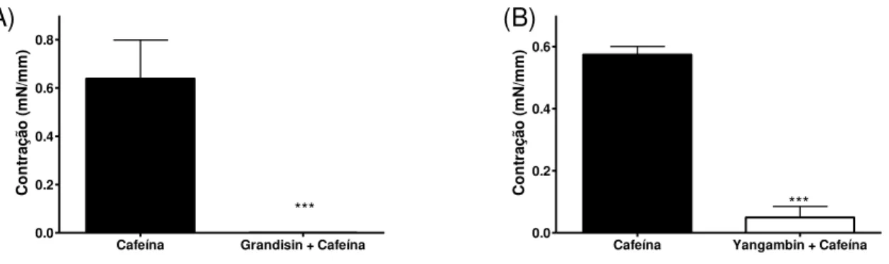 Fig.  13:  Redução  do  efeito  vasoconstritor  da  cafeína  (10  mM)  em  anéis  de  aorta,  após  a  pré- pré-incubação com 100 µM grandisina (A) e 100 µM yangambina (B) em meio sem cálcio