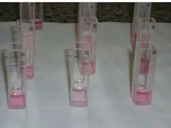 FIGURA 2 – Cubetas preparadas para análise da concentração de ácido  úrico. 