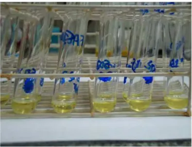 FIGURA 5 – Tubos sendo preparados para análise de proteínas carboniladas. 