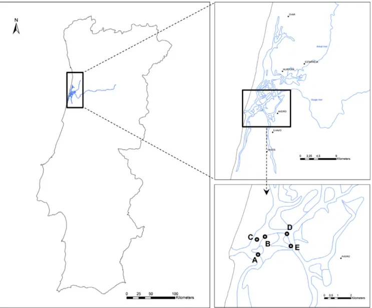 Fig. 1. Ria de Aveiro with the ﬁve sampling sites monitored in the Port of Aveiro area: A – Multipurpose North Terminal; B – Liquid Bulk Terminal; C – São Jacinto Bay (reference site); D – Liquid Bulk Terminal; E – Distant Fisheries Port.