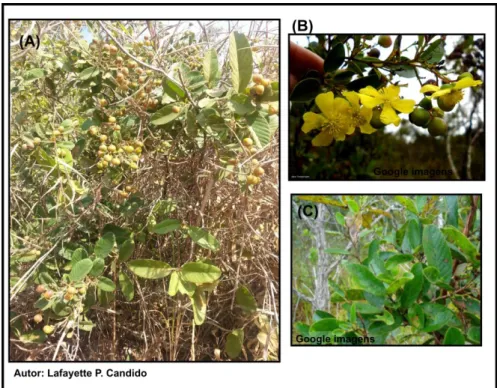 Figura 2. Imagens de Davilla elliptica; (A) arbusto, (B) flores e (C) folhas. Encontrada  na área de reserva de Cerrado “sensu strictu”  da Universidade Federal de São Carlos