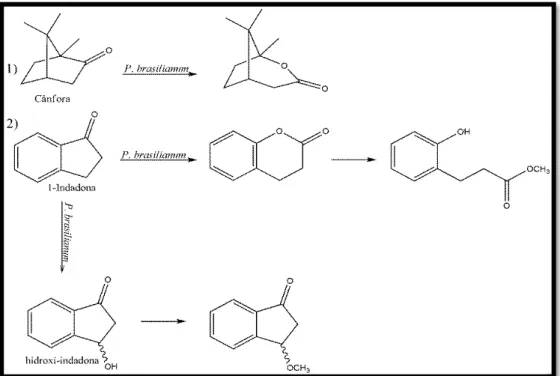 FIGURA 1.3  –  Biotransformações envolvendo P. brasilianum e os substratos 1) cânfora e 2) 1-indanona