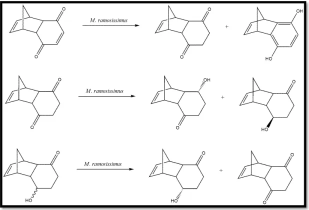 FIGURA 1.8  –  Biotransformação de adutos de Diels-Alder pelo fungo Mucor ramosissimus