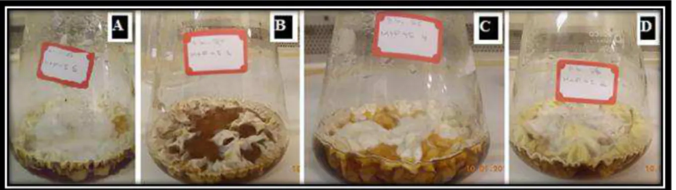 FIGURA 5.2  –  Experimento de biotransformação de P. brasilianum com os diferentes substratos após  20 dias de cultivo: A) Q3, B) Q4, C) Q5 e D) Q6 
