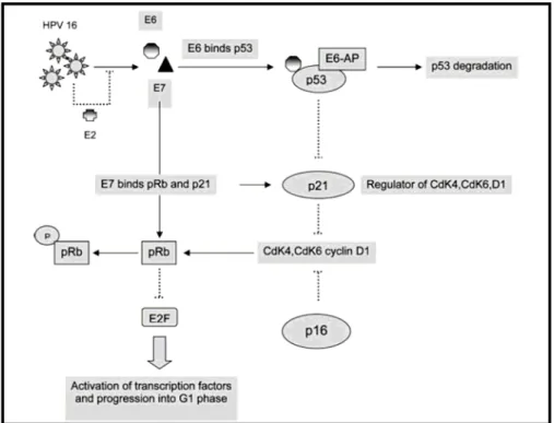 Figura 3. Representação esquemática do efeito das oncoproteínas E6 e E7 do HPV em  células de mamíferos