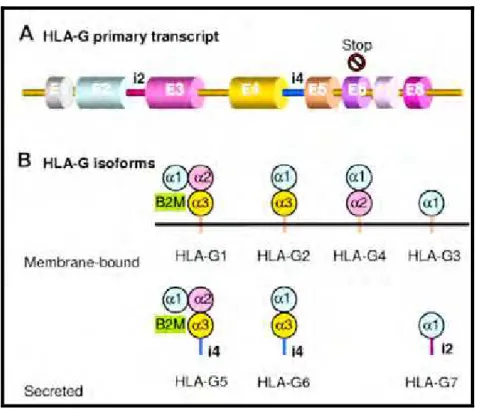 Figura 4. Representação esquemática do transcrito primário de HLA-G e das múltiplas  isoformas