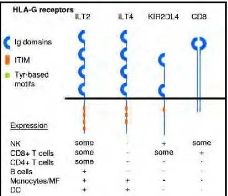 Figura 5. Representação esquemática da atuação de HLA-G através de sua ligação aos  receptores inibitórios