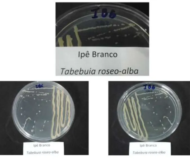 Figura 12: Cultivo em meio sólido de IB6, isolado das folhas de Ipê Branco 